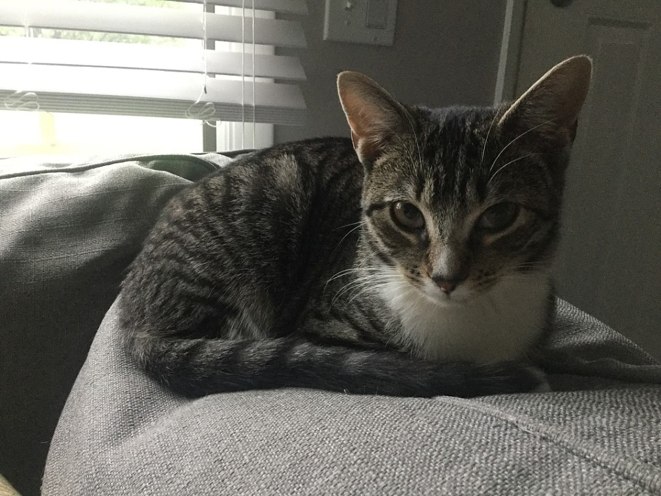 Poe the Kitten